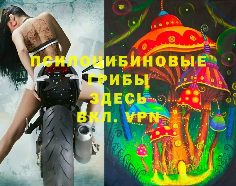 что такое   Орск  Псилоцибиновые грибы Psilocybe 